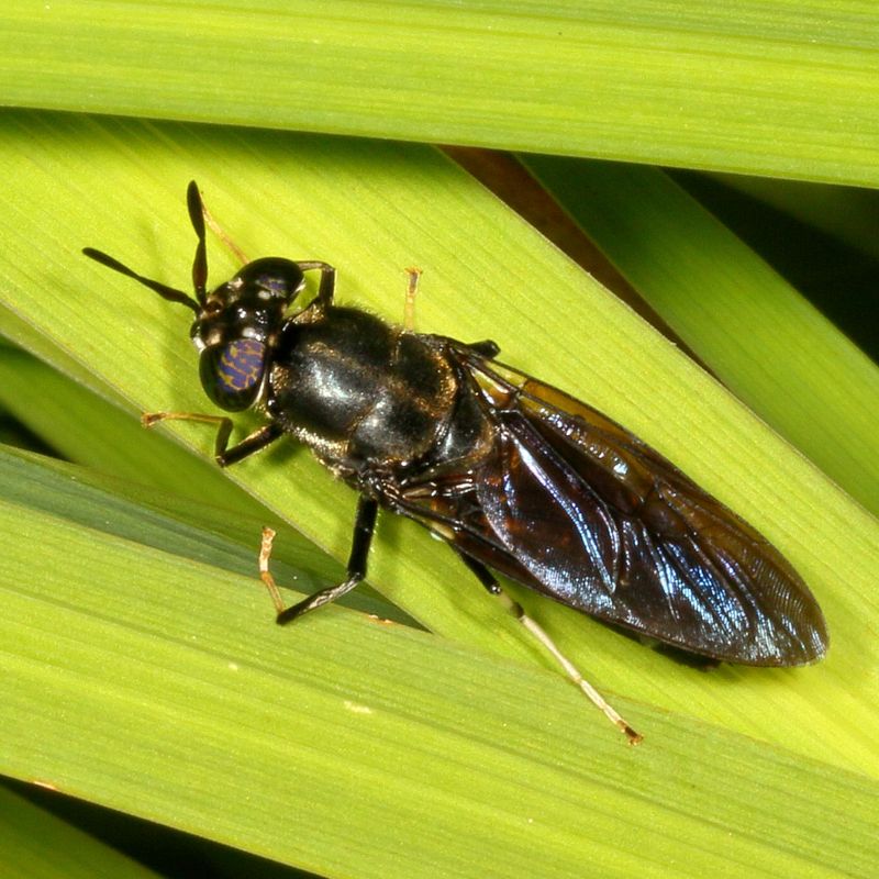 Hermetia illucens * Black Soldier Fly