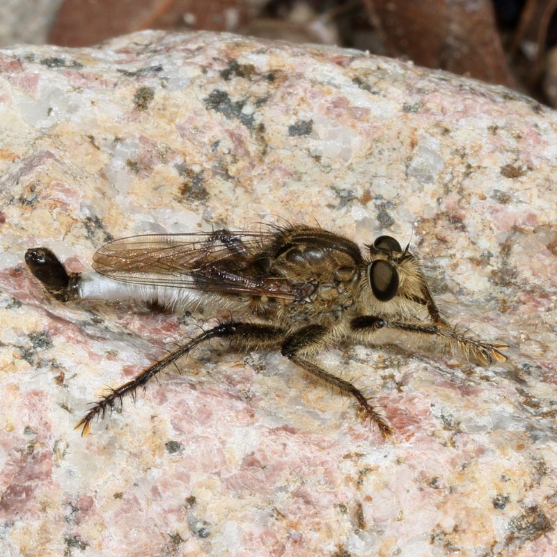 Efferia rapax ♂