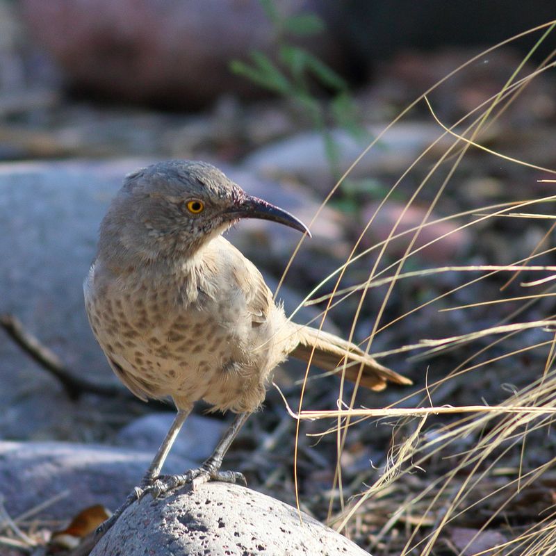 Curve-billed Thrasher