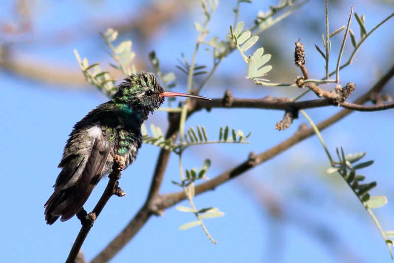 Broad-billed Hummingbird 