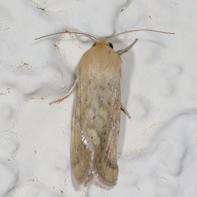 Hodges#11068 * Corn Earworm Moth * Helicoverpa zea
