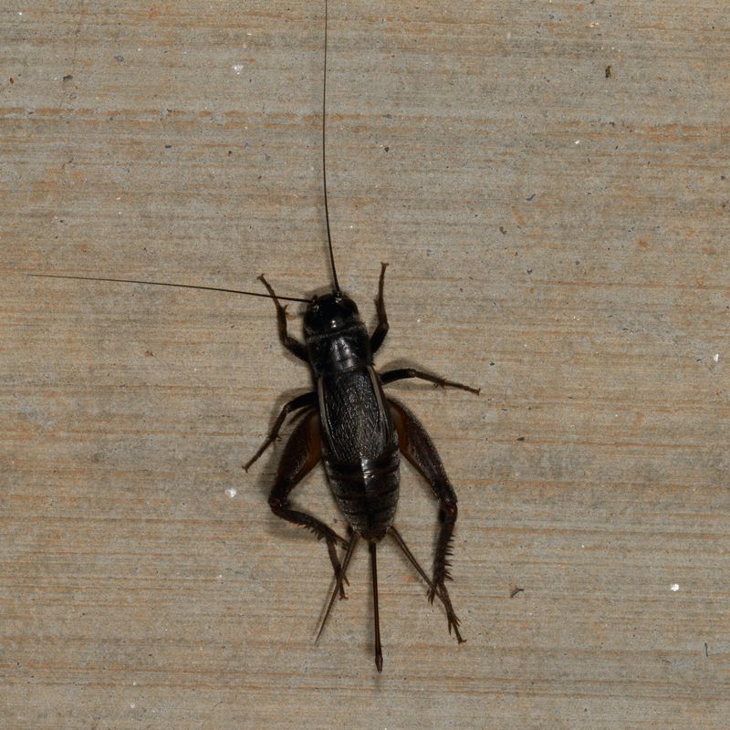 Genus Gryllus * Field Crickets