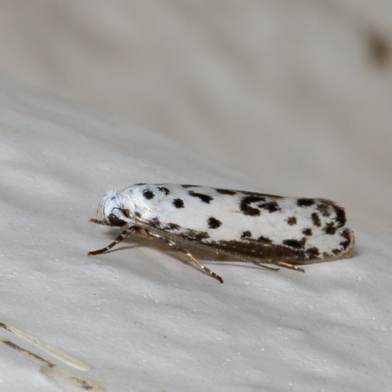 Hodges#0994 * Ethmia bittenella