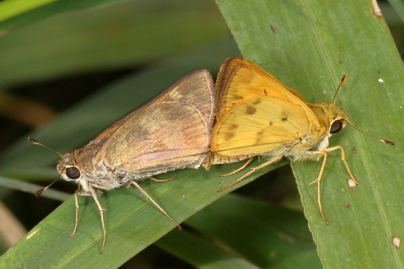 Whirlabout ♀ & ♂