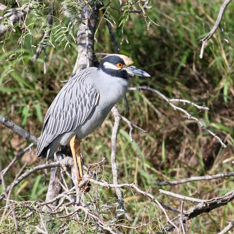 Yellow-crowned Night-Heron