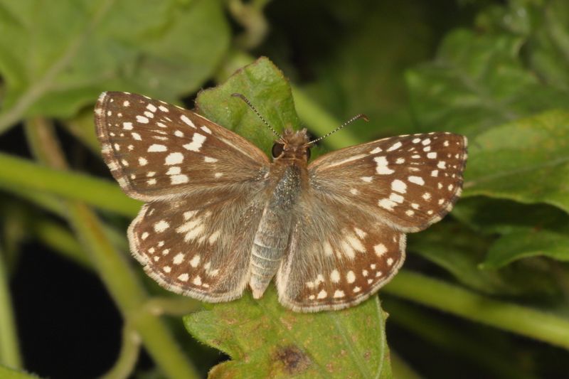 Tropical Checkered-Skipper