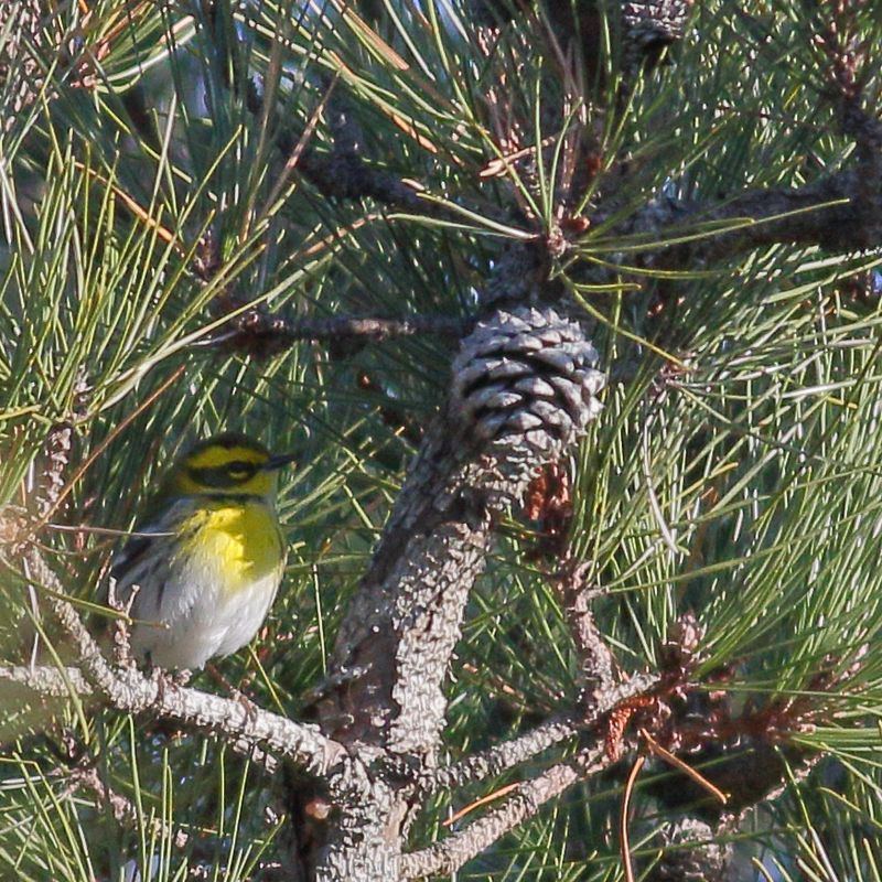 Townsends Warbler