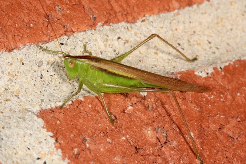 Conocephalus fasciatus fasciatus * Slender Meadow Katydid ♀