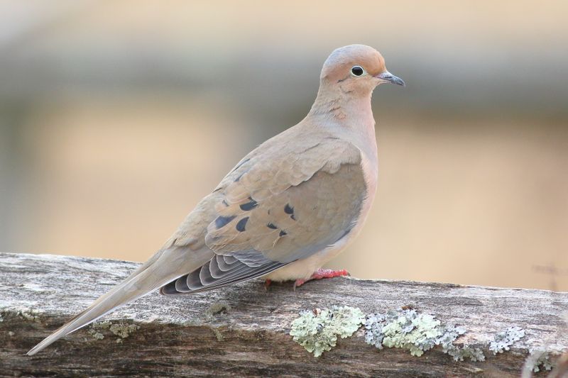 Mourning Dove