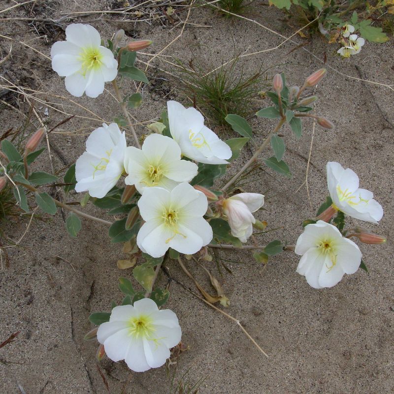 Annual Evening Primrose * Oenothera deltoides ssp. deltoides
