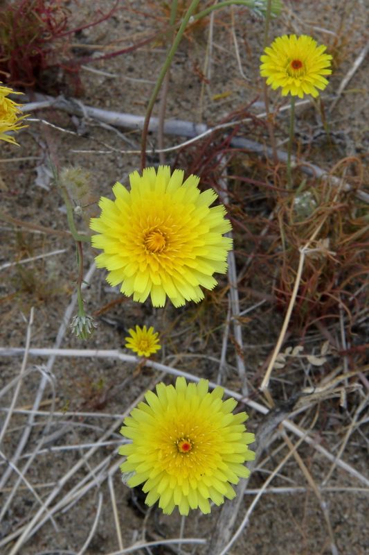 Desert Dandelion * Malacothrix glabrata