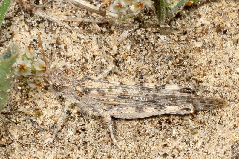 Anconia integra ♂