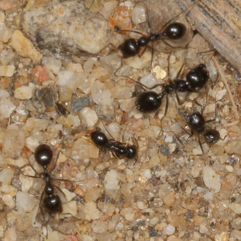 Veromessor pergandei