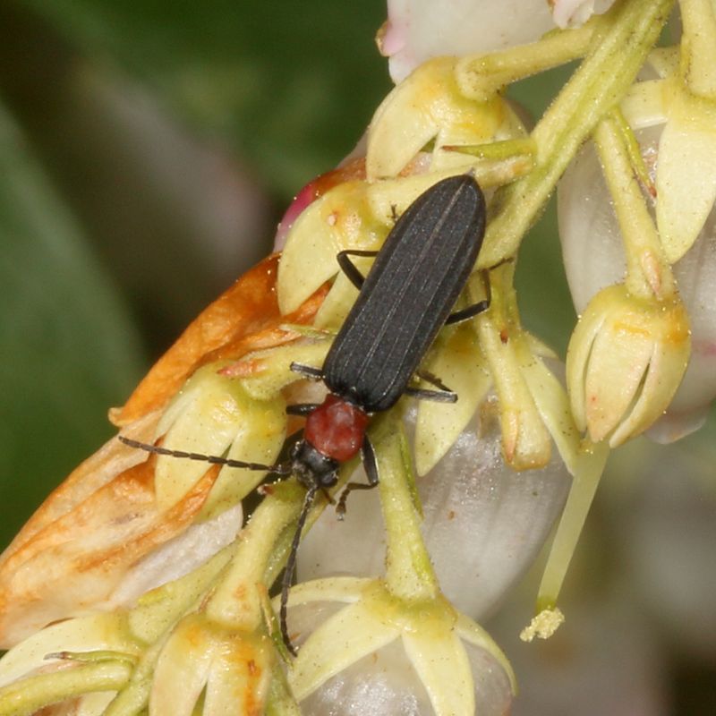 Asclera ruficollis