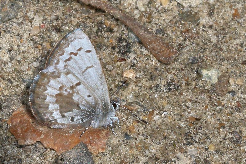 Spring Azure, form lucia