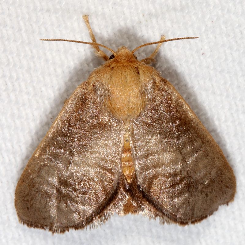 Hodges#4681 * Crowned Slug * Isa textula