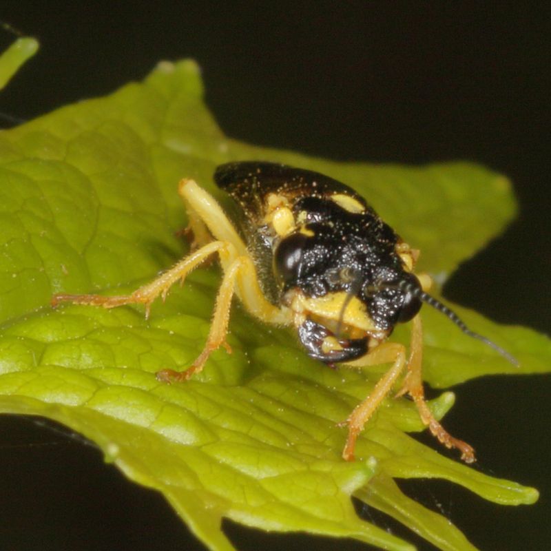 Pamphiliidae