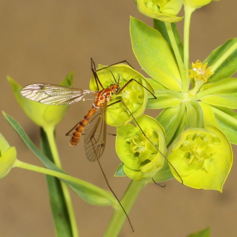 Nephrotoma ferruginea ♂