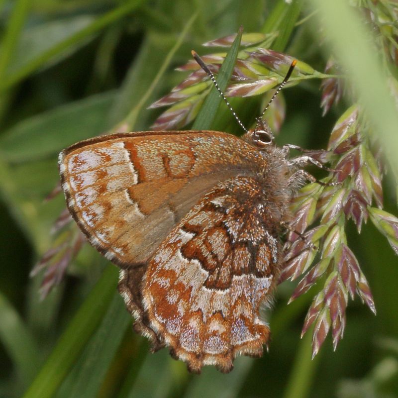 Eastern Pine Elfin