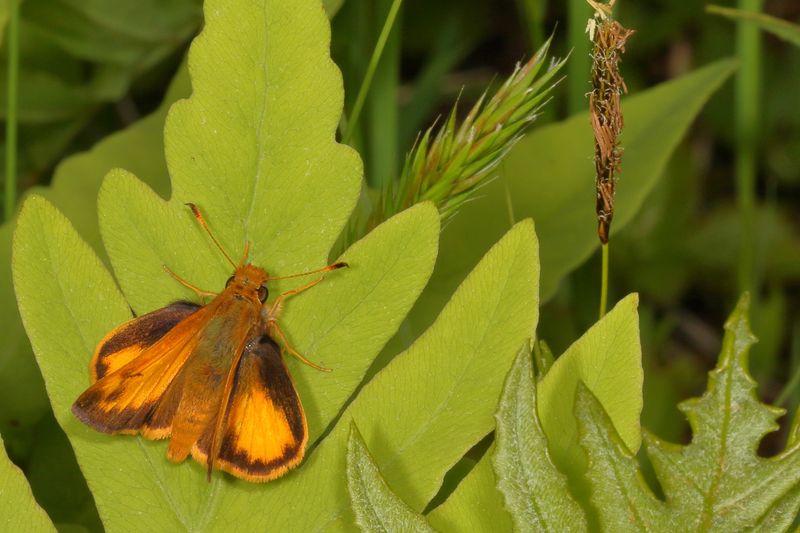 Zabulon Skipper ♂