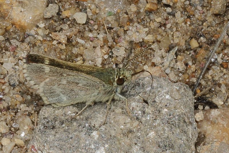 Pepper-and-Salt Skipper
