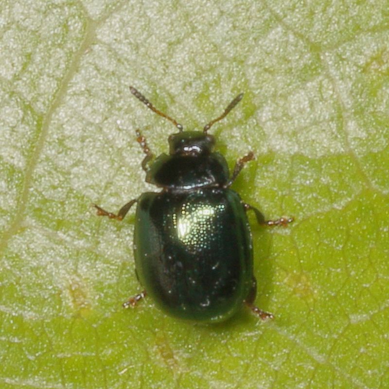 Plagiodera versicolora * Willow Leaf Beetle