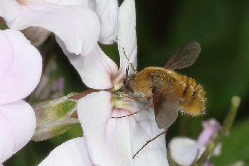 Bombylius mexicanus