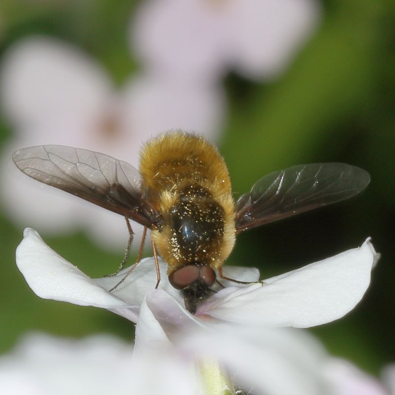 Bombylius mexicanus