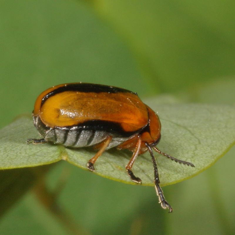 Anomoea laticlavia * Clay-colored Leaf Beetle