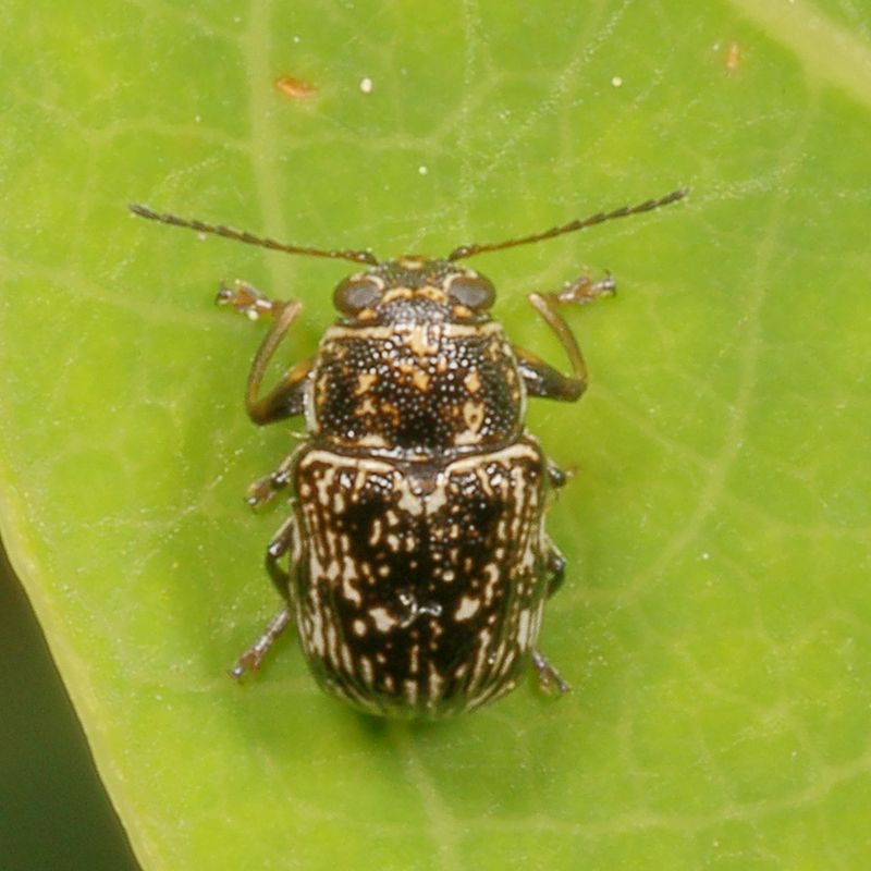 Genus Pachybrachis * Scriptured Leaf Beetles