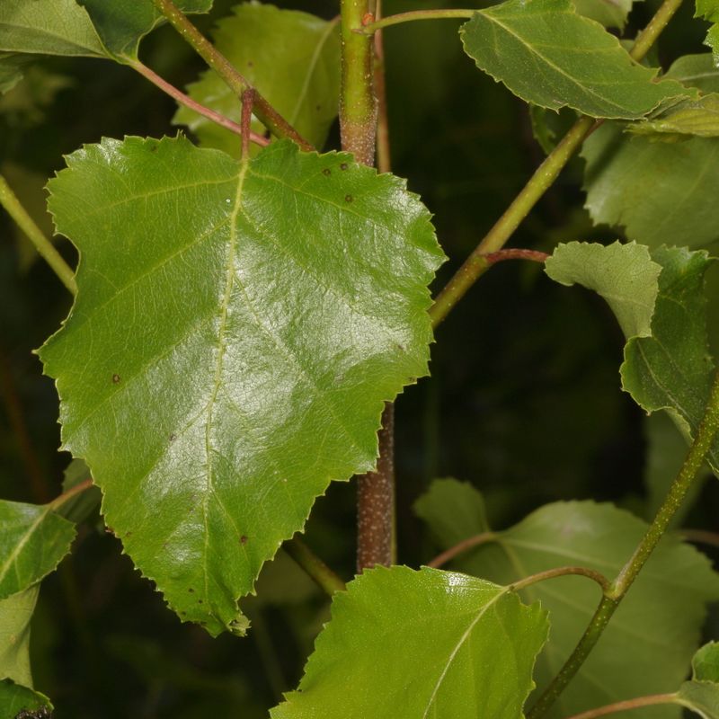 s 4B8A5061.JPG