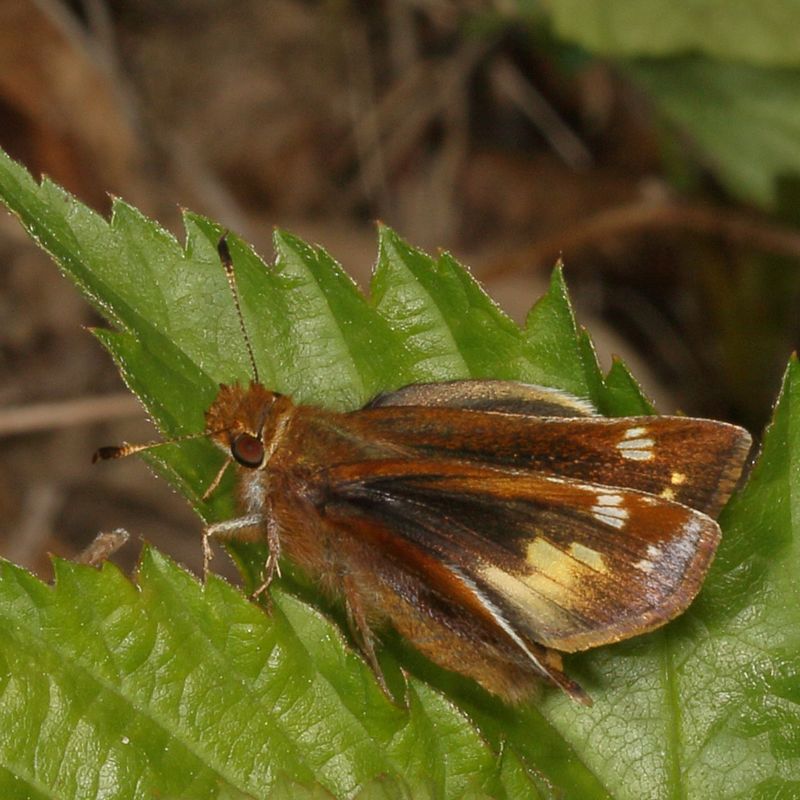 Zabulon Skipper ♀