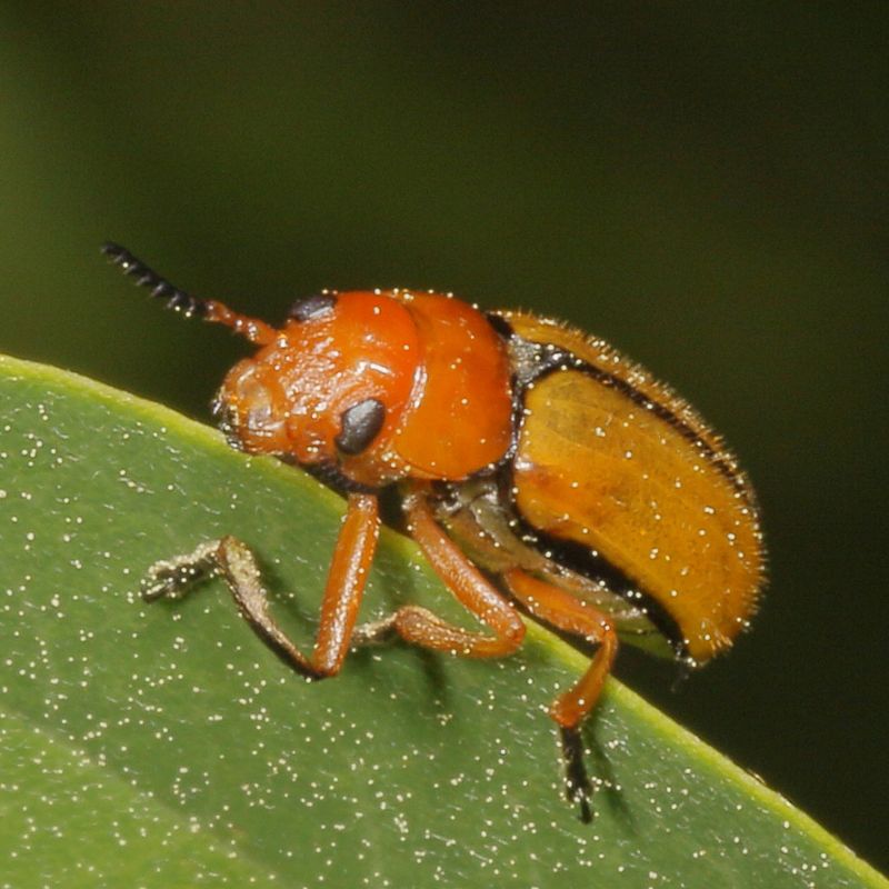 Anomoea laticlavia * Clay-colored Leaf Beetle