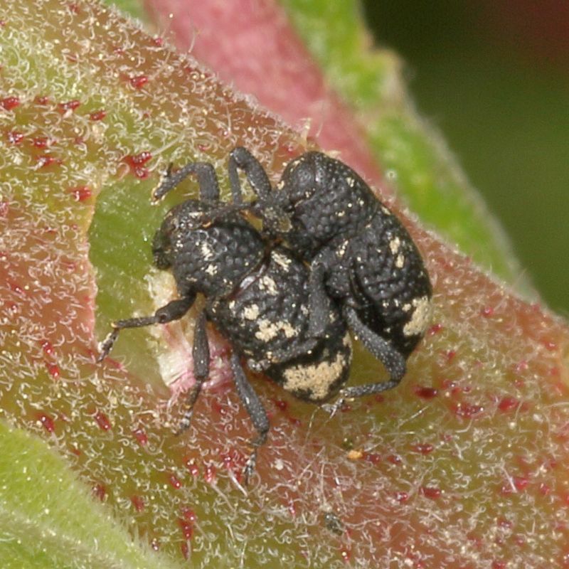 Tyloderma foveolatum