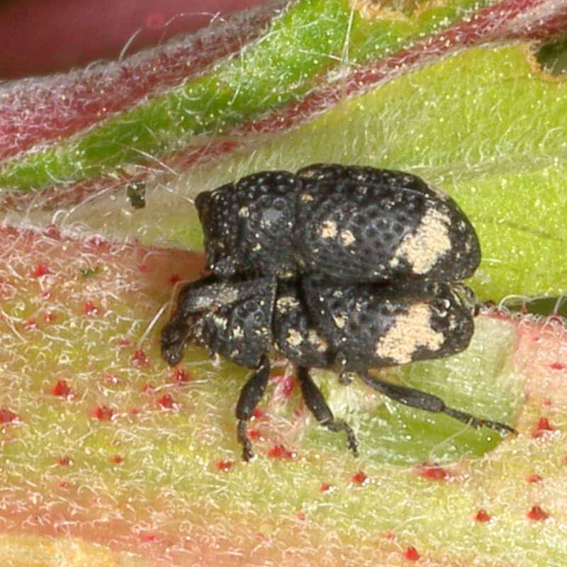 Tyloderma foveolatum