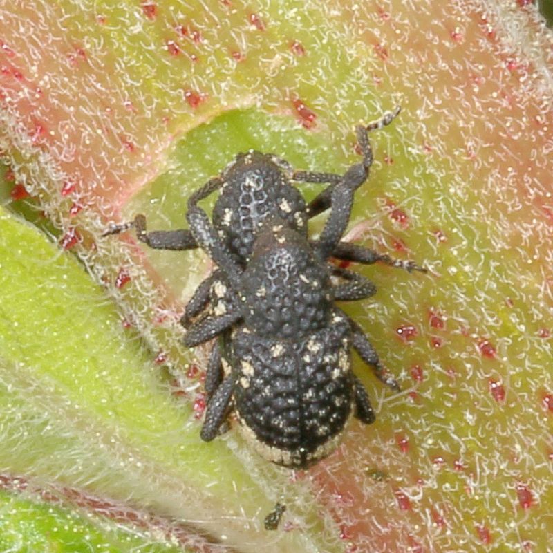 Tyloderma foveolatum