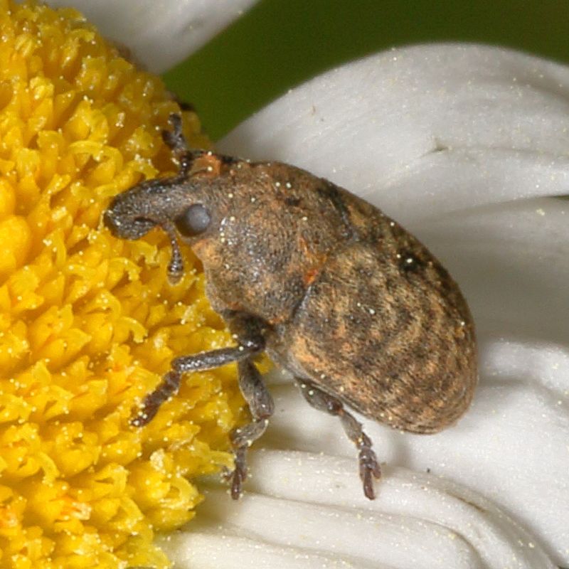 Larinus obtusus