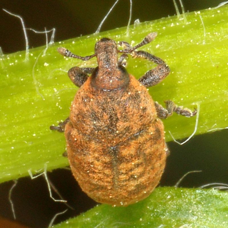 Larinus obtusus