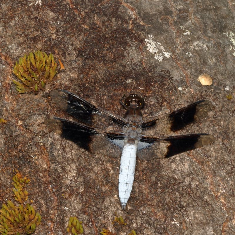 Common Whitetail  ♂