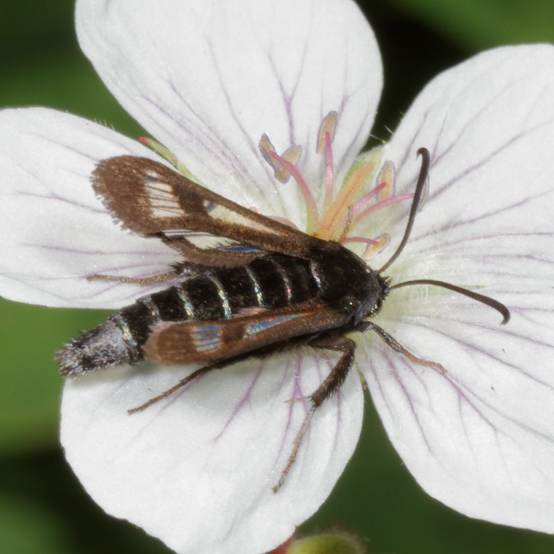 Hodges#2533 * Fireweed Clearwing Moth * Albuna pyramidalis