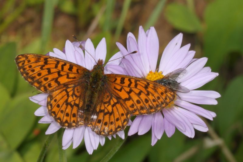 Arctic Fritillary
