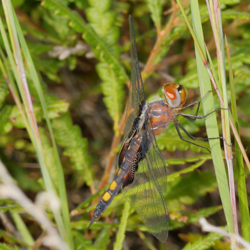 Black Saddlebags