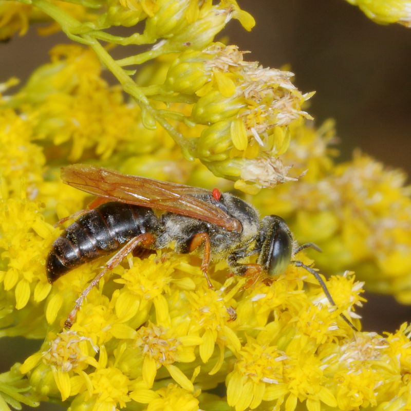 Genus Tachytes ♂