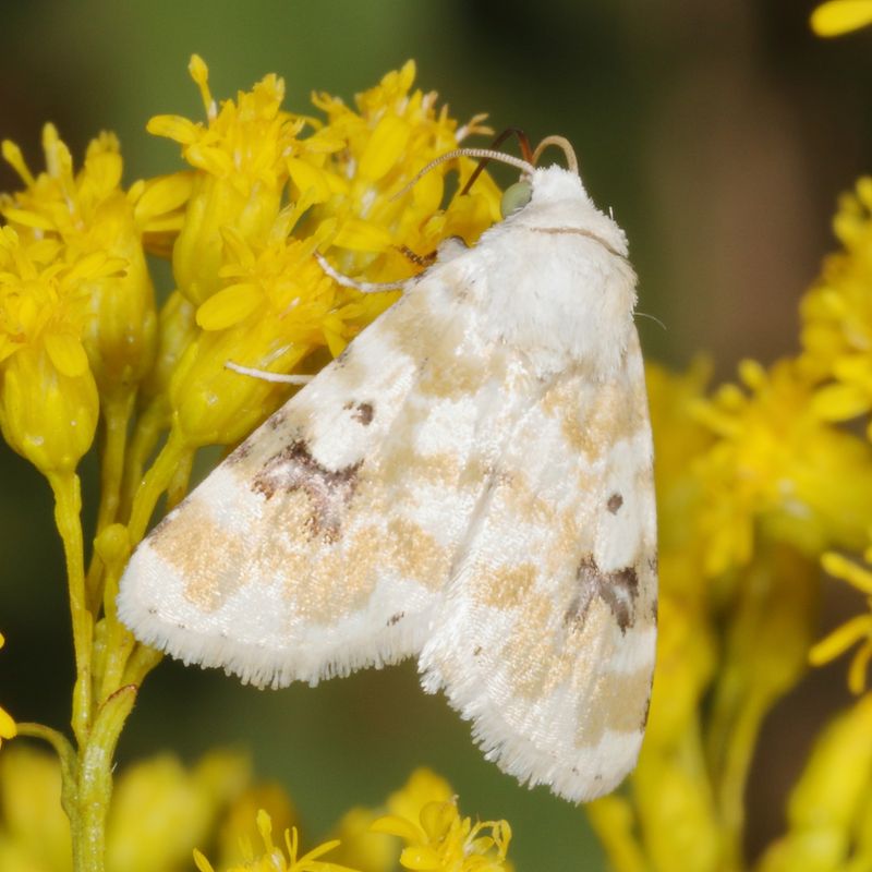 Hodges#11177 * Goldenrod Flower Moth * Schinia nundina