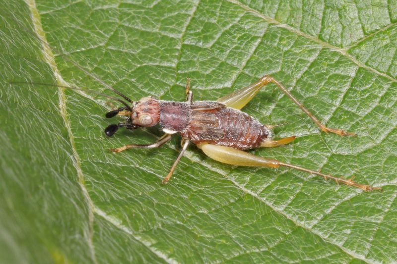 Phyllopalpus pulchellus nymph  ♀