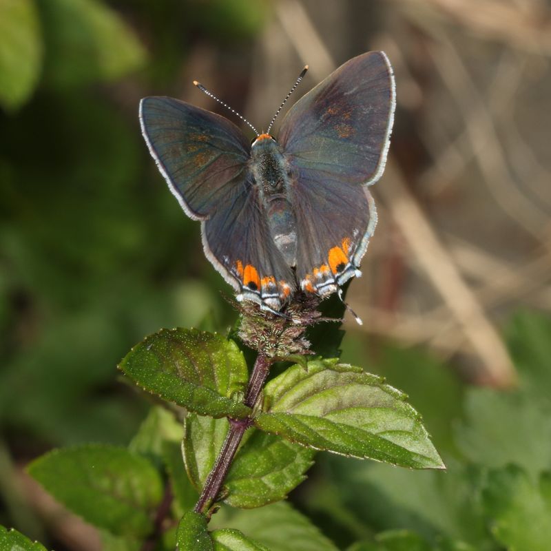 Gray Hairstreak
