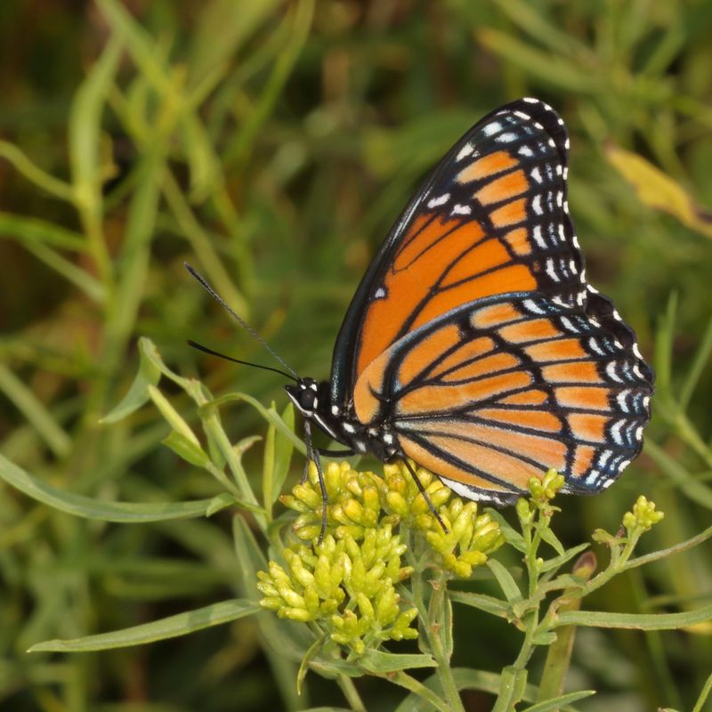 Viceroy
