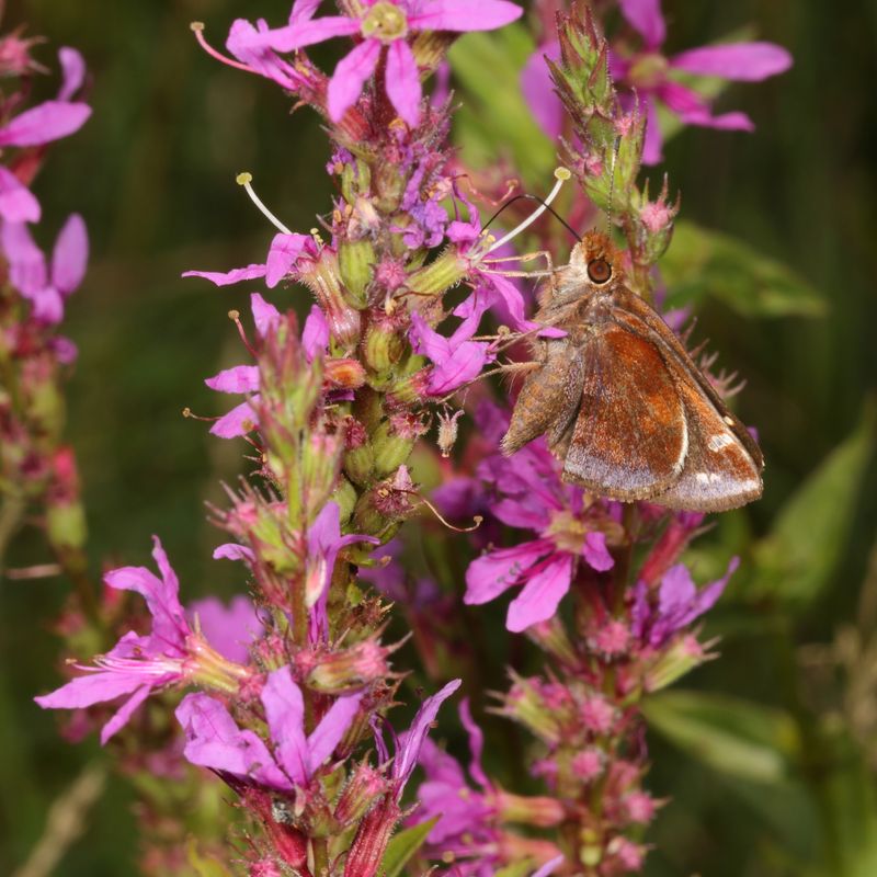 Zabulon Skipper ♀