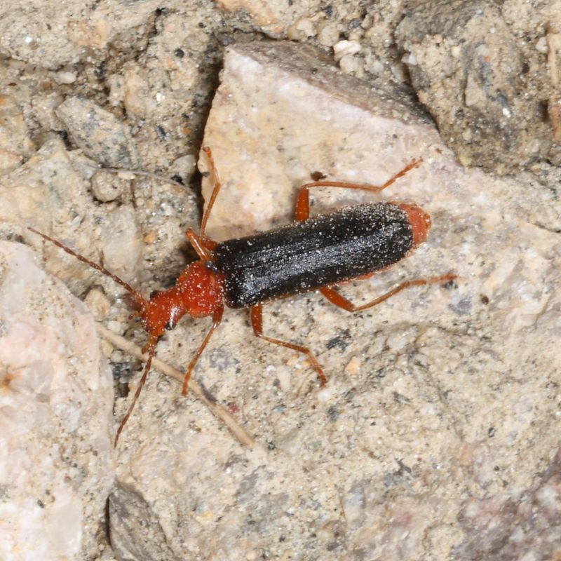 Podabrus pruinosus