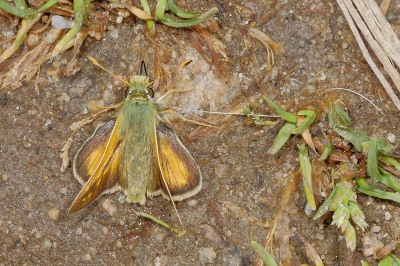 Western Branded Skipper